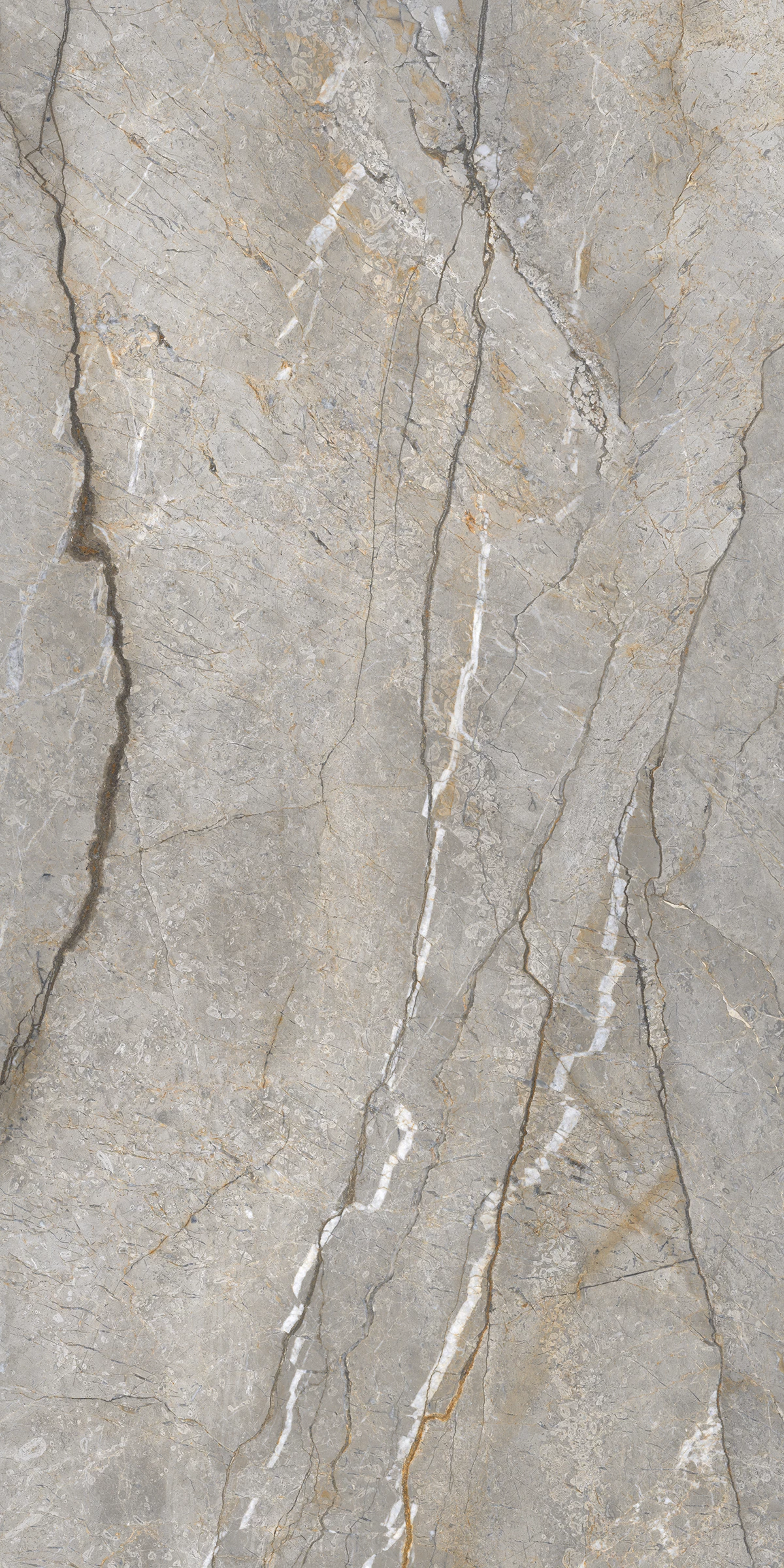 STROME ROOT